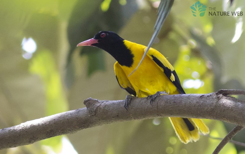 Black-hooded Oriole